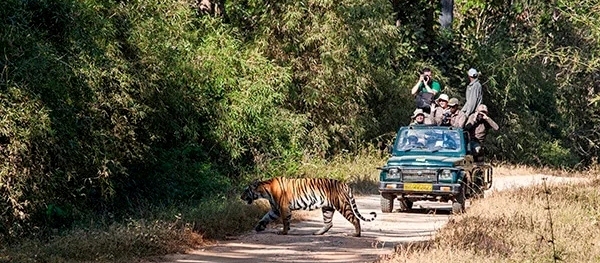 Magadhi Zone safari gate 2 tiger tracking